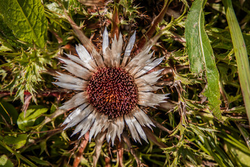 Silberdistel