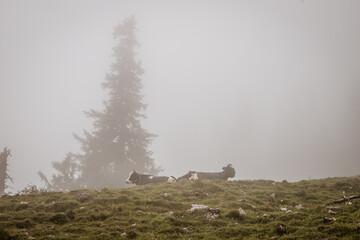 K&uuml;he in den Bergen