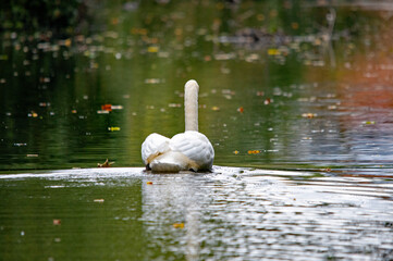 Schwan auf idyllischen See, von hinten
