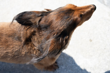 犬　頭部　頭頂部　耳　頭　室内犬　ミニチュアダックス　ダックスフント