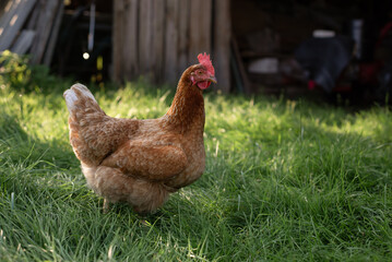 Free Range Chicken on the Farm