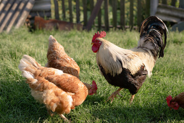 Chickens and rooster foraging in green grass on a farmyard.