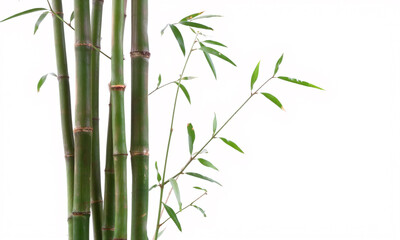 zen bamboo   isolated on white background