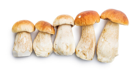 Fresh boletus mushrooms isolated on white background.