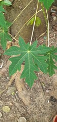 Green Papaya Leaves on Nature Background