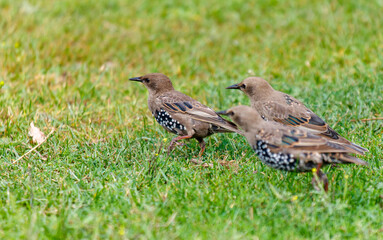 Three birds are walking on the grass