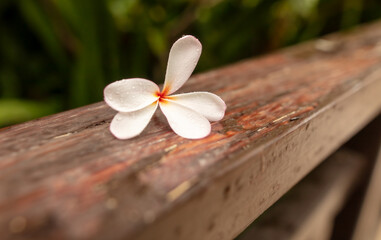 A white flower is on a wooden bench