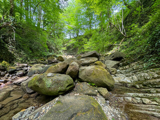 Trees in the forest grow on rocky cliffs of the mountains. Summer