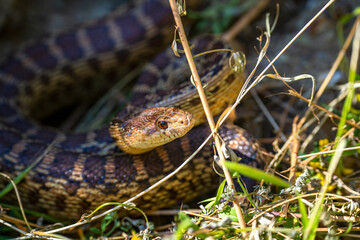 Close-up of Pacific gopher snake (Pituophis catenifer catenifer)