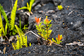 Plants growing in a solidified lava field.