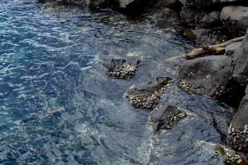 Ocean wave to the rock at the beach. limpets aquatic snails attached to the rocks at the beach in Rubiah island in Sabang indonesia