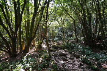 dense spring forest in the gleaming sunlight