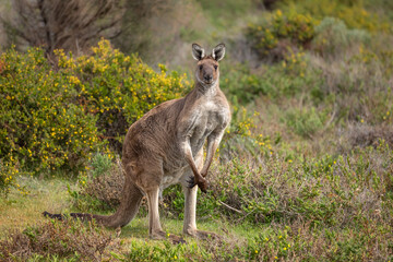 A muscular male Western Grey kangaroo in its acacia bush and grass environment stares warily at the photographer in Deep Creek Conservation Park on the Fleurieu Peninsula in South Australia. 