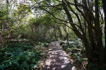 refreshing spring forest with fine pathway