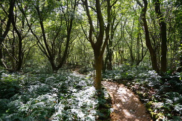 refreshing spring forest with fine pathway