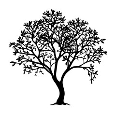 Obraz premium jessamine-tree-silhouette