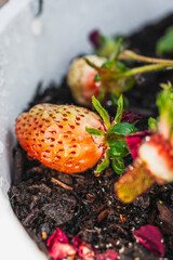 strawberry plant with fruits in white hanging pot, close-up shot at shallow depth of field