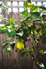 lemon tree with unripe fruit outdoor in sunny Mediterranean inspired backyard