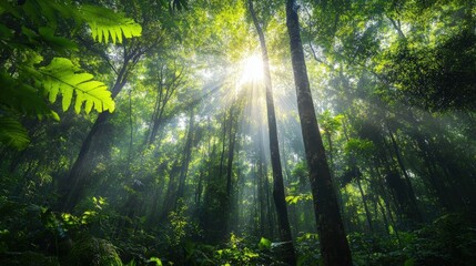 Fototapeta premium Sun rays through a dense forest.