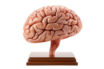 A detailed model of a human brain displayed on a wooden base, showcasing intricate anatomical features.