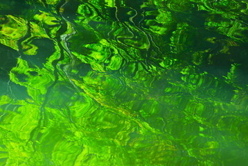 池に映る美しい新緑の背景素材