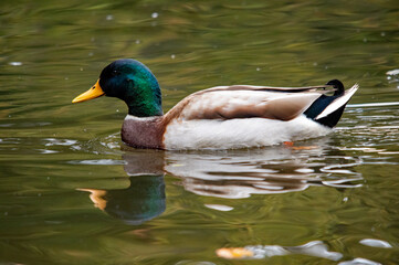 Nahaufnahme einer Stockente in natürlicher Umgebung