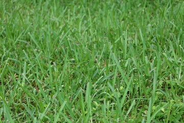 green grass background