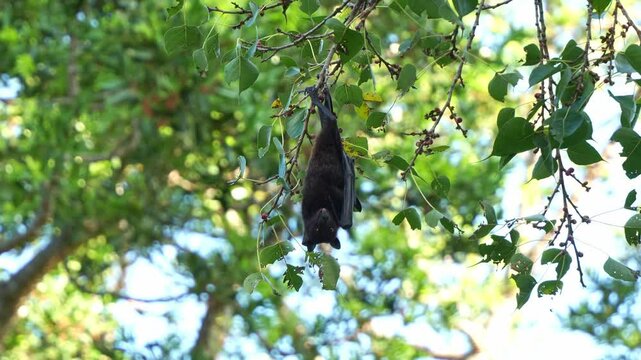 Wild Black Flying-fox (Pteropus alecto) hanging upside down from a tree branch amidst lush green foliage, feeding on the fruits, close up shot.