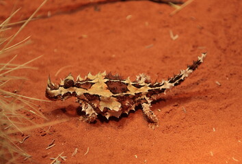 View of Thorny Devil (Moloch horridus) lizard on the red desert sand in outback central Australia.