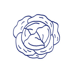 Cabbage. Vegetable sketch. Hand drawn blue pen or marker drawing. Primitive kids picture