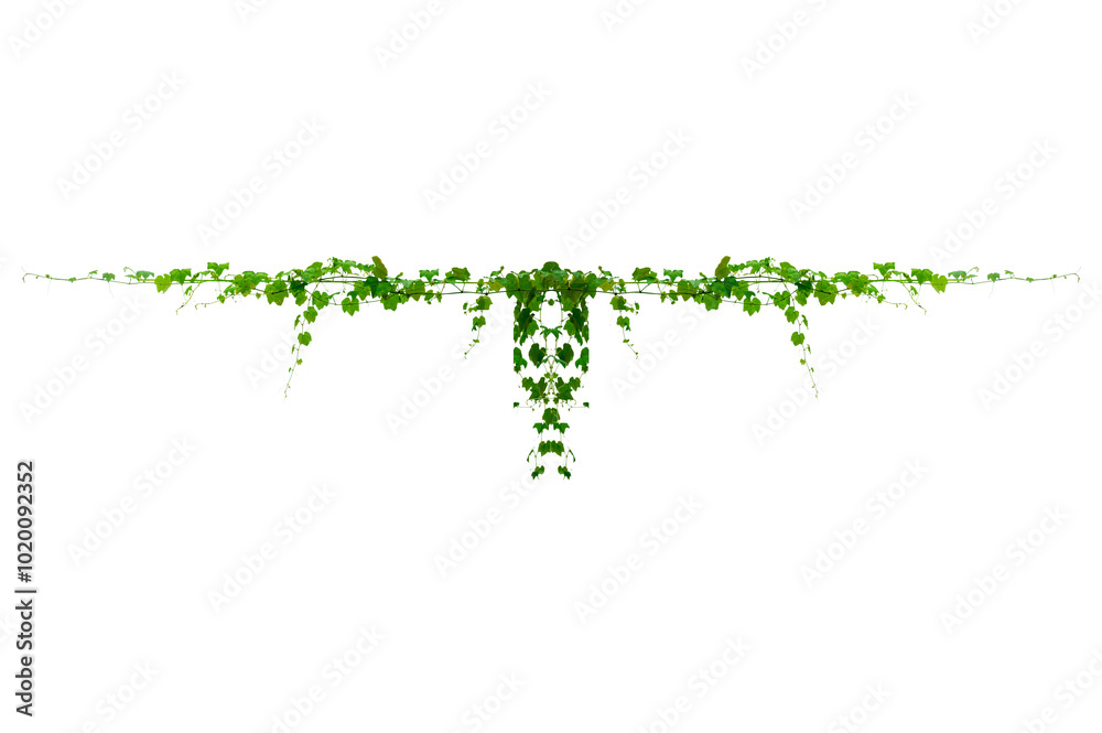 Wall mural vine frame leaf vine circle isolate on transparent background png file