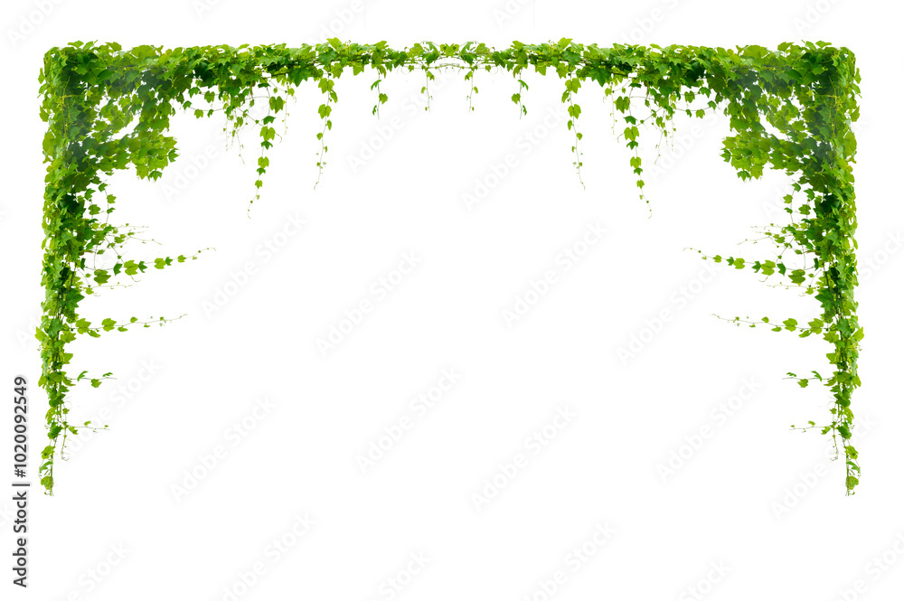 Wall mural vine frame leaf vine circle isolate on transparent background png file