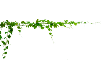 vine frame leaf vine circle Isolate on transparent background PNG file
