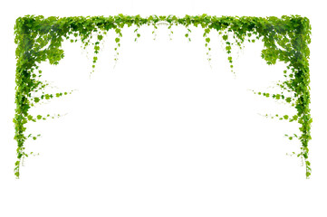 vine frame leaf vine circle Isolate on transparent background PNG file