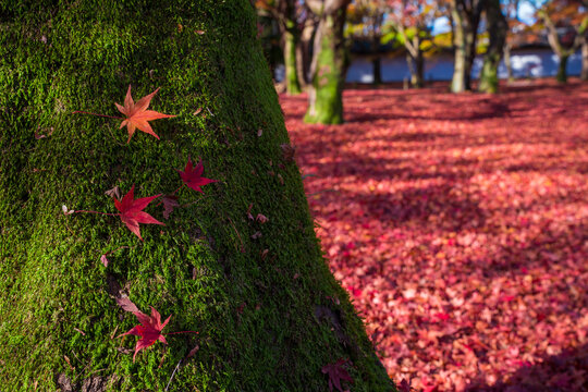 晩秋」の写真素材 | 53,938件の無料イラスト画像 | Adobe Stock