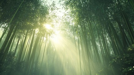 Obraz premium Sunbeams Filtering Through a Dense Bamboo Forest
