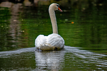Ein weißer Schwan auf dem Wasser