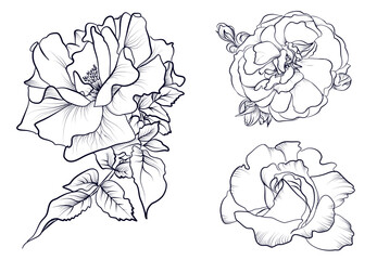a set of black and white hand-drawn roses vector illustration