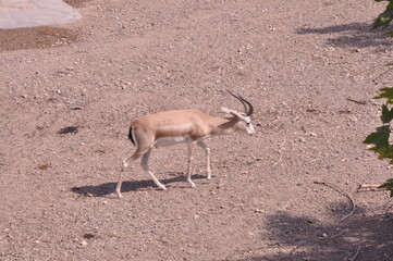 Beautiful gazelle walking on the soil ground