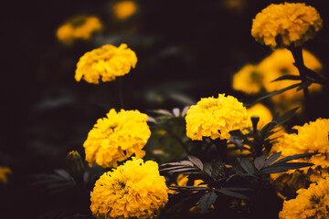 A group of yellow flowers are scattered throughout a dark field. The flowers are in various sizes and are positioned at different angles, creating a sense of depth and movement