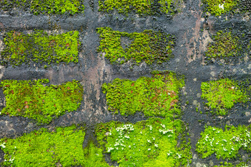 A brick wall covered in green moss. The moss is growing on the bricks and the wall itself