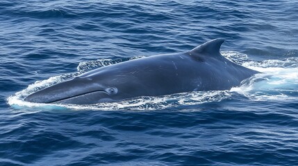 Fototapeta premium A close-up view of a whale swimming in the ocean.