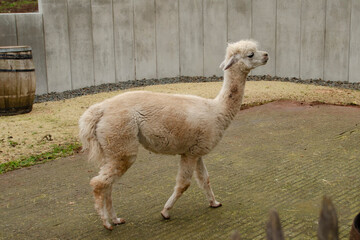 llama in the zoo © Alexander