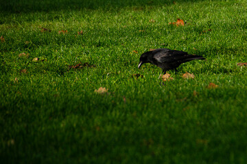 bird on the grass