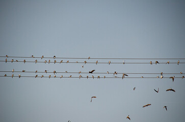 flock of birds