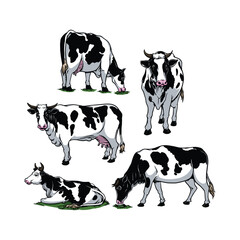 Farm Animal Cow in various Poses in hand drawn and Cartoon Vector Illustration