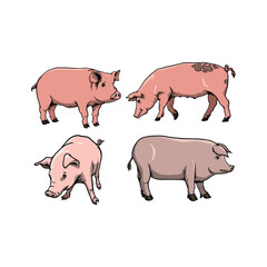 set of pigs animal in various poses in hand drawn style vector Illustration
