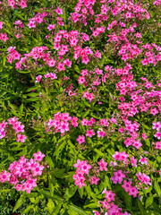 Fototapeta premium Garden phlox