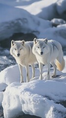 Naklejka premium Two Arctic wolves standing on snow-covered terrain.