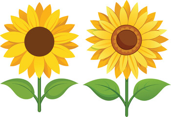 Sunflower isolated on white background